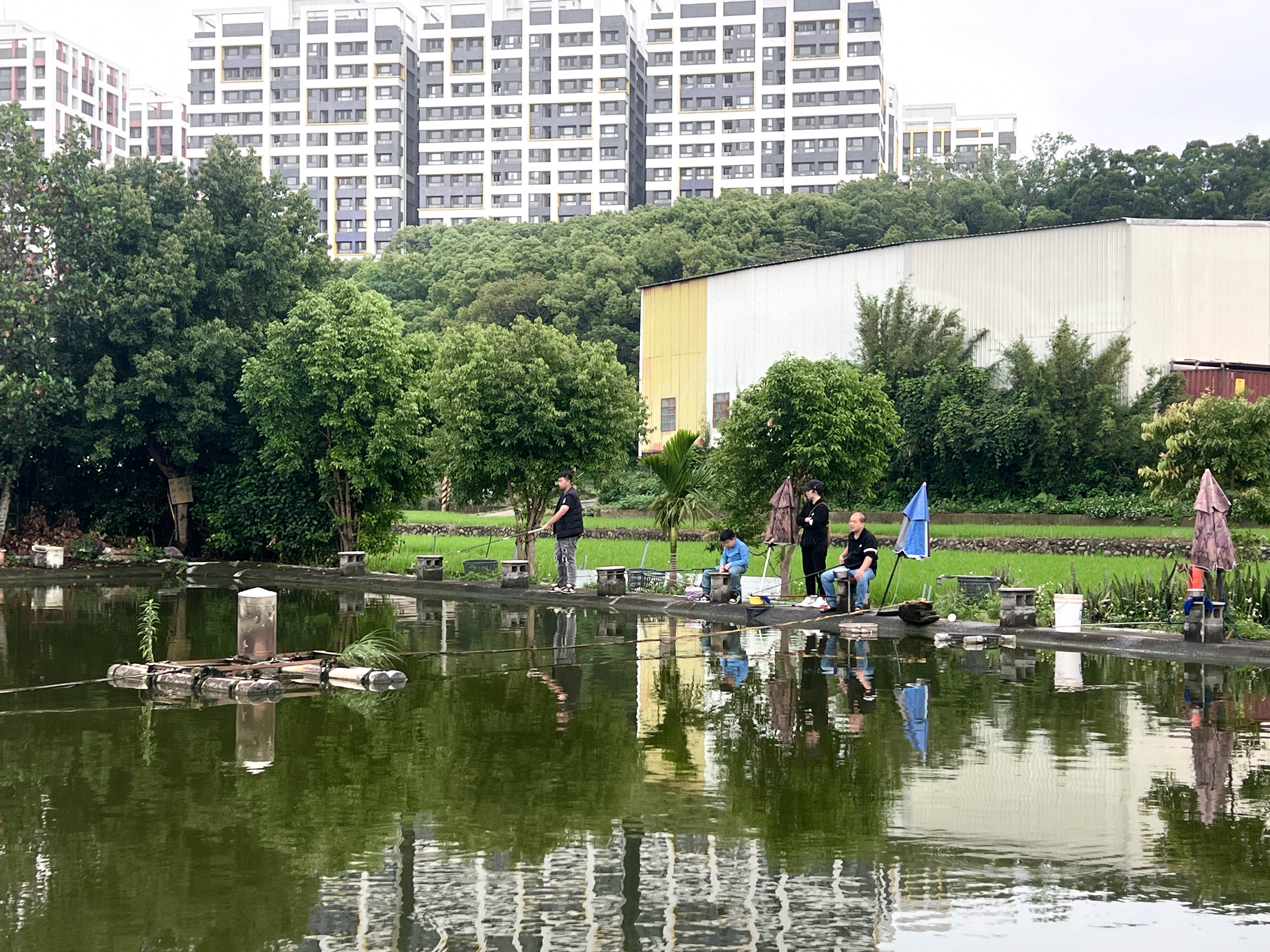 高樓大廈邊的上員山休閒魚池。